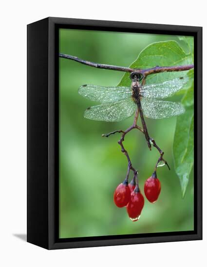 Dragonfly on Branch-Nancy Rotenberg-Framed Premier Image Canvas