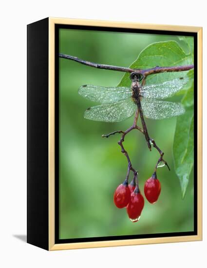 Dragonfly on Branch-Nancy Rotenberg-Framed Premier Image Canvas