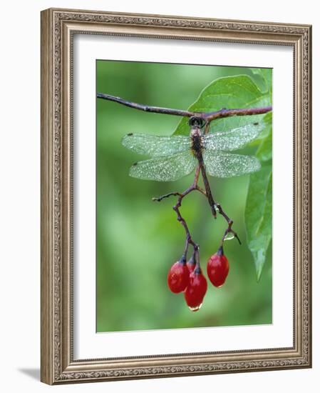 Dragonfly on Branch-Nancy Rotenberg-Framed Photographic Print