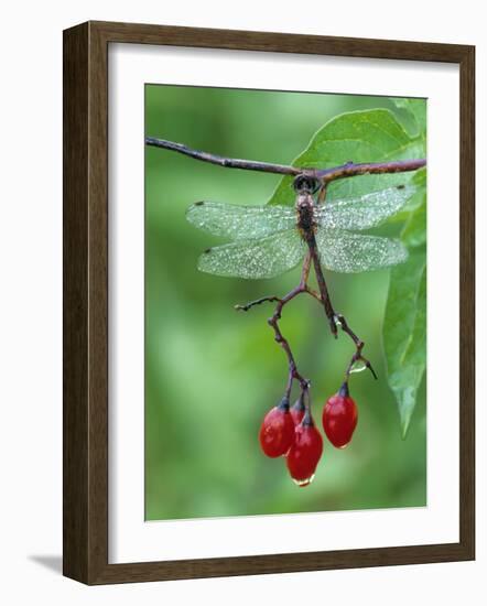 Dragonfly on Branch-Nancy Rotenberg-Framed Photographic Print