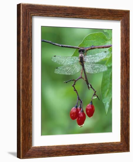 Dragonfly on Branch-Nancy Rotenberg-Framed Photographic Print