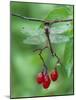 Dragonfly on Branch-Nancy Rotenberg-Mounted Photographic Print