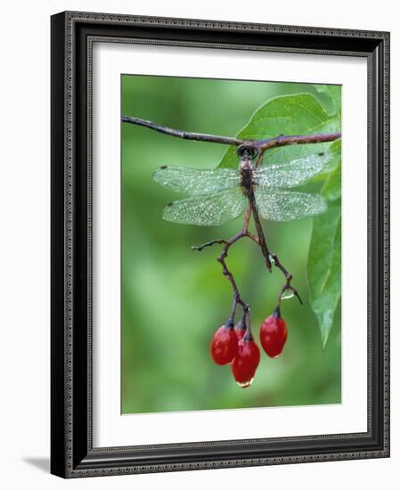 Dragonfly on Branch-Nancy Rotenberg-Framed Photographic Print
