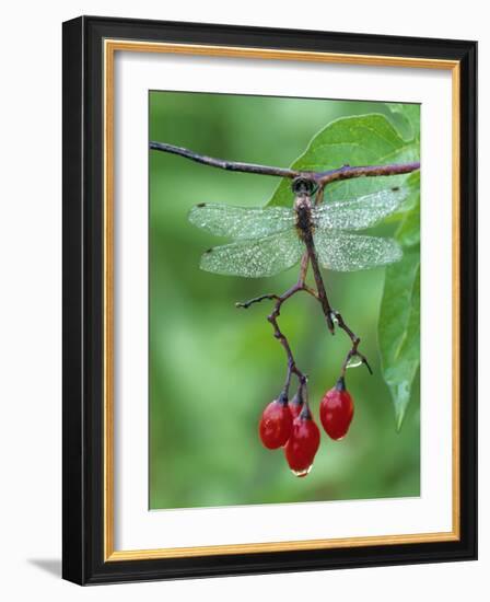 Dragonfly on Branch-Nancy Rotenberg-Framed Photographic Print