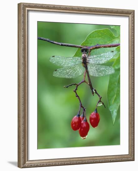 Dragonfly on Branch-Nancy Rotenberg-Framed Photographic Print