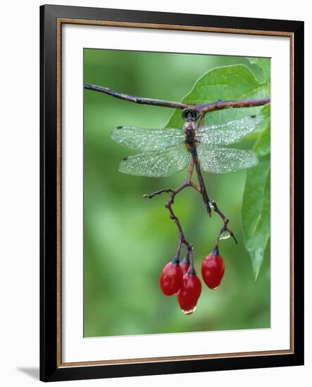 Dragonfly on Branch-Nancy Rotenberg-Framed Photographic Print