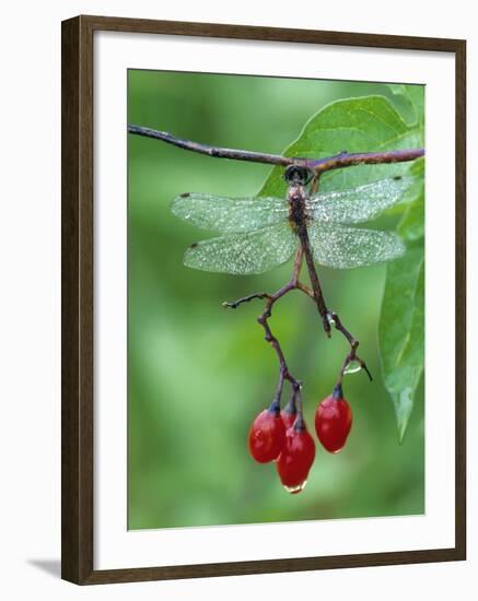 Dragonfly on Branch-Nancy Rotenberg-Framed Photographic Print