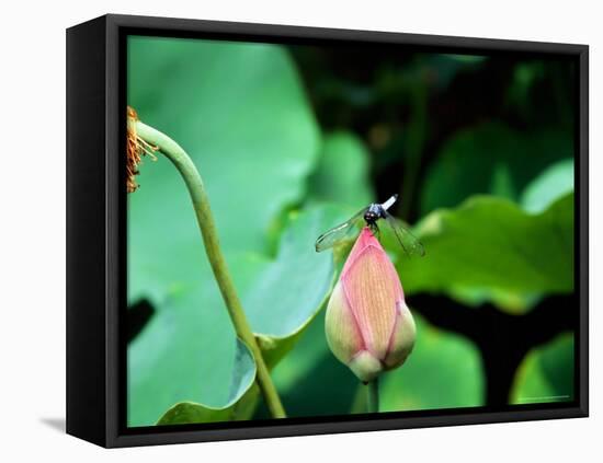 Dragonfly on Lotus, Kyoto, Japan-Shin Terada-Framed Premier Image Canvas