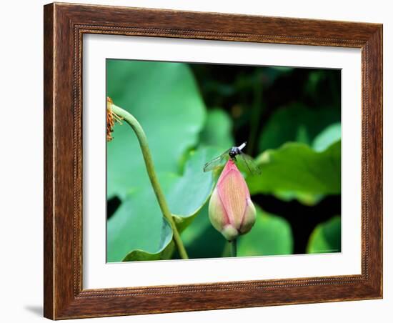 Dragonfly on Lotus, Kyoto, Japan-Shin Terada-Framed Photographic Print