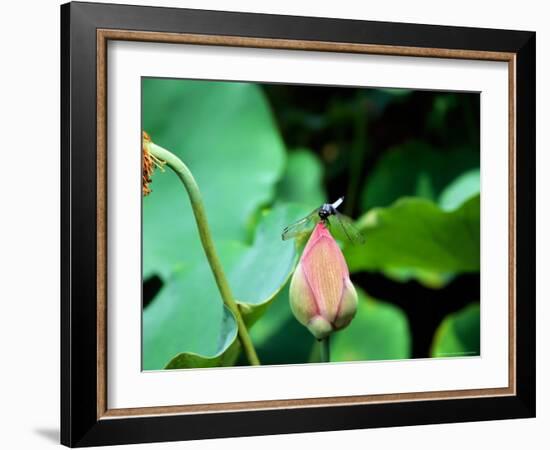 Dragonfly on Lotus, Kyoto, Japan-Shin Terada-Framed Photographic Print