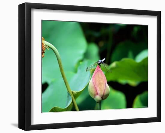 Dragonfly on Lotus, Kyoto, Japan-Shin Terada-Framed Photographic Print