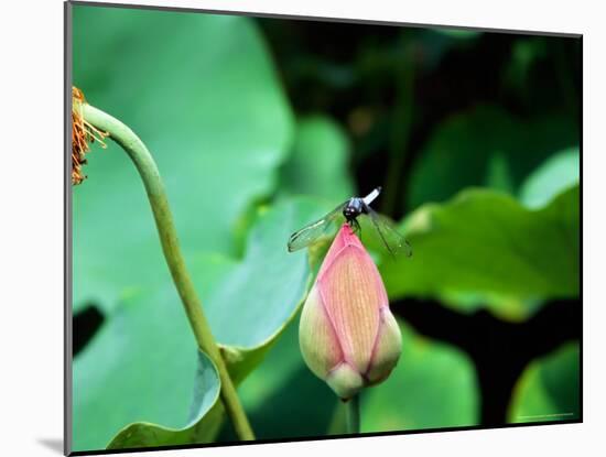 Dragonfly on Lotus, Kyoto, Japan-Shin Terada-Mounted Photographic Print