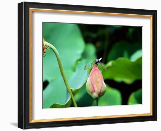 Dragonfly on Lotus, Kyoto, Japan-Shin Terada-Framed Photographic Print