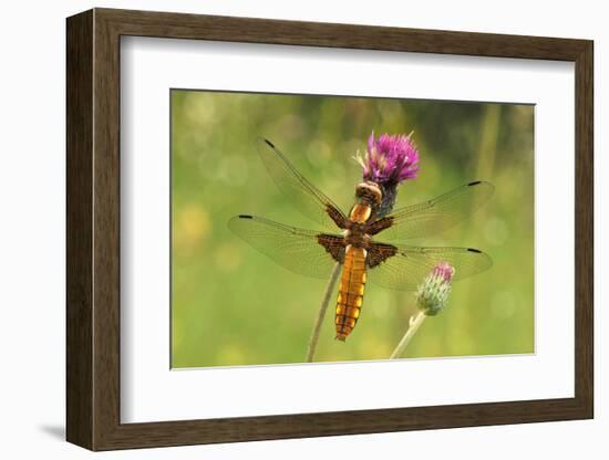 Dragonfly on Mauve Thistle-Harald Kroiss-Framed Photographic Print