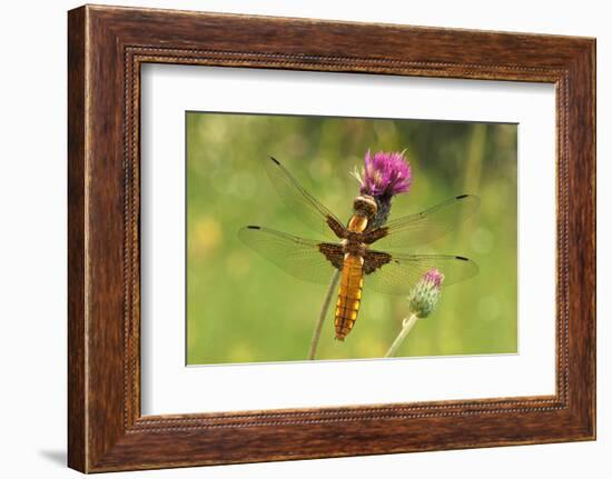 Dragonfly on Mauve Thistle-Harald Kroiss-Framed Photographic Print