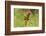 Dragonfly on Mauve Thistle-Harald Kroiss-Framed Photographic Print