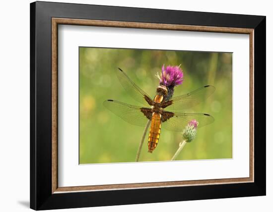 Dragonfly on Mauve Thistle-Harald Kroiss-Framed Photographic Print