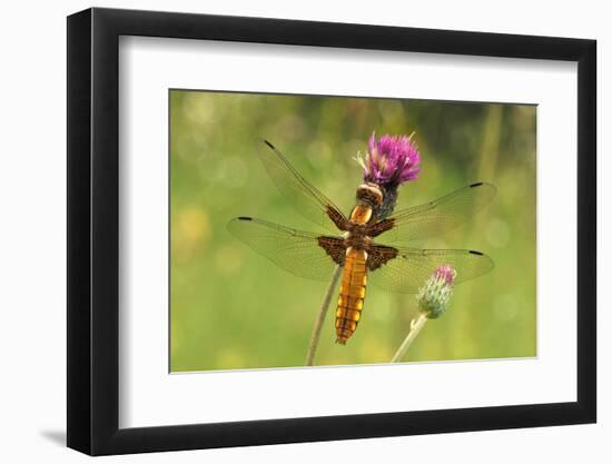 Dragonfly on Mauve Thistle-Harald Kroiss-Framed Photographic Print