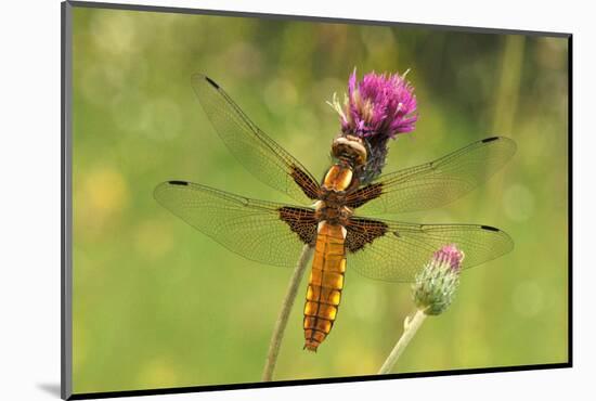 Dragonfly on Mauve Thistle-Harald Kroiss-Mounted Photographic Print