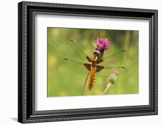 Dragonfly on Mauve Thistle-Harald Kroiss-Framed Photographic Print