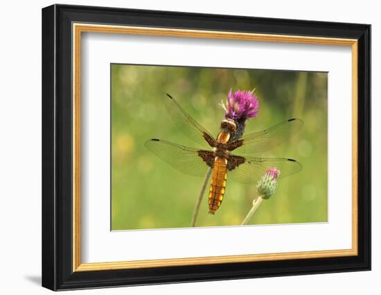 Dragonfly on Mauve Thistle-Harald Kroiss-Framed Photographic Print