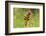 Dragonfly on Mauve Thistle-Harald Kroiss-Framed Photographic Print