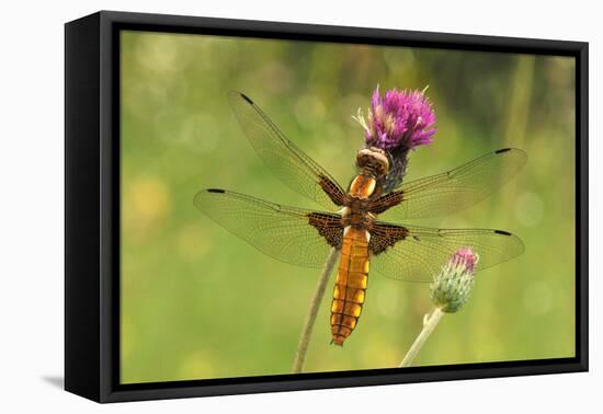 Dragonfly on Mauve Thistle-Harald Kroiss-Framed Premier Image Canvas