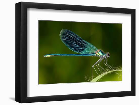 Dragonfly Outdoor (Coleopteres Splendes)-geanina bechea-Framed Photographic Print
