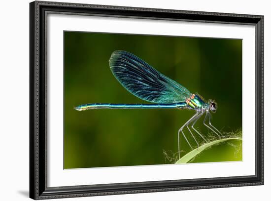 Dragonfly Outdoor (Coleopteres Splendes)-geanina bechea-Framed Photographic Print