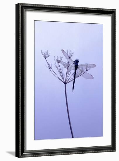 Dragonfly, Plant, [M-Herbert Kehrer-Framed Photographic Print