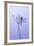 Dragonfly, Plant, [M-Herbert Kehrer-Framed Photographic Print