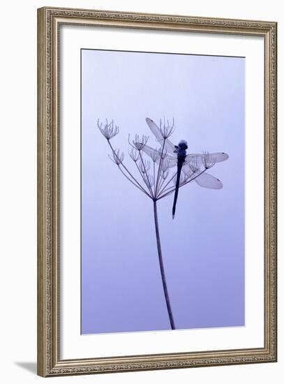 Dragonfly, Plant, [M-Herbert Kehrer-Framed Photographic Print