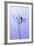 Dragonfly, Plant, [M-Herbert Kehrer-Framed Photographic Print