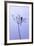 Dragonfly, Plant, [M-Herbert Kehrer-Framed Photographic Print