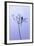 Dragonfly, Plant, [M-Herbert Kehrer-Framed Photographic Print