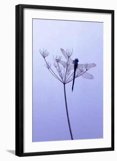 Dragonfly, Plant, [M-Herbert Kehrer-Framed Photographic Print