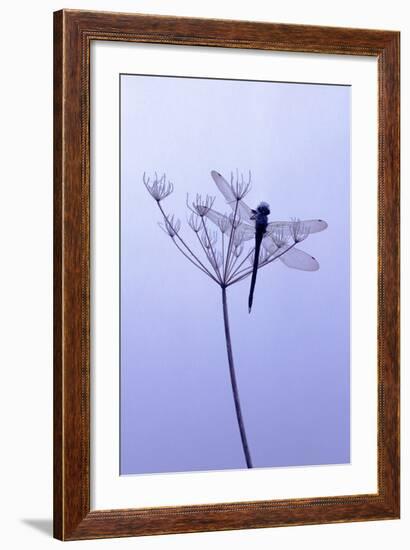 Dragonfly, Plant, [M-Herbert Kehrer-Framed Photographic Print