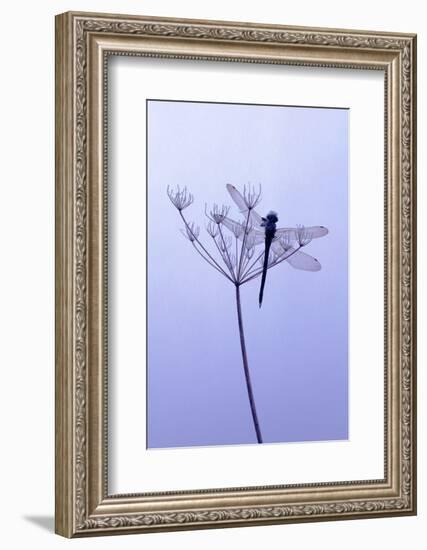 Dragonfly, Plant, [M-Herbert Kehrer-Framed Photographic Print