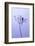 Dragonfly, Plant, [M-Herbert Kehrer-Framed Photographic Print