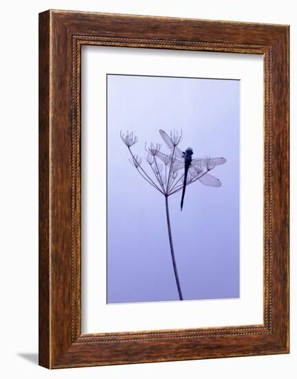 Dragonfly, Plant, [M-Herbert Kehrer-Framed Photographic Print