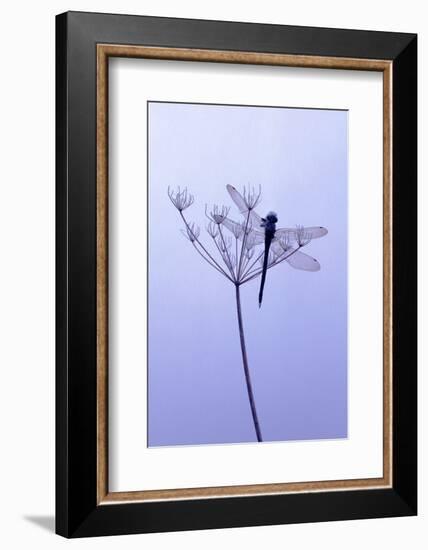 Dragonfly, Plant, [M-Herbert Kehrer-Framed Photographic Print