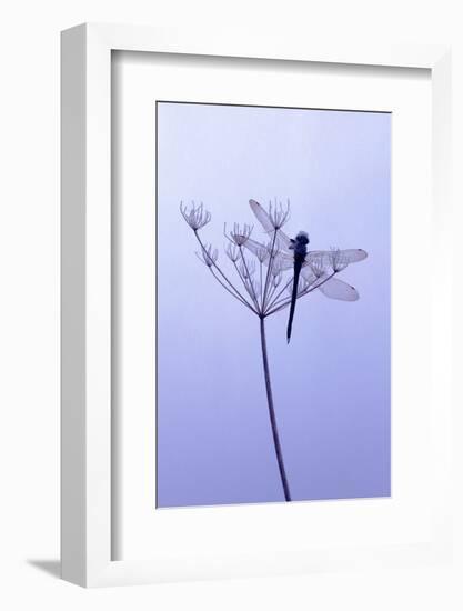 Dragonfly, Plant, [M-Herbert Kehrer-Framed Photographic Print