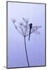 Dragonfly, Plant, [M-Herbert Kehrer-Mounted Photographic Print