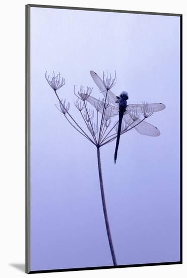 Dragonfly, Plant, [M-Herbert Kehrer-Mounted Photographic Print