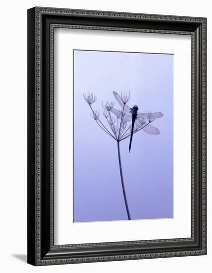 Dragonfly, Plant, [M-Herbert Kehrer-Framed Photographic Print