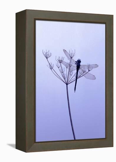 Dragonfly, Plant, [M-Herbert Kehrer-Framed Premier Image Canvas