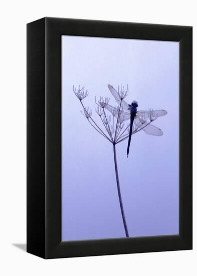 Dragonfly, Plant, [M-Herbert Kehrer-Framed Premier Image Canvas