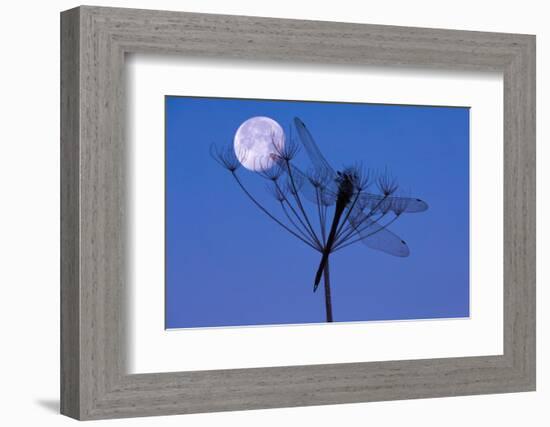 Dragonfly, Plant, Silhouette, Moon-Herbert Kehrer-Framed Photographic Print