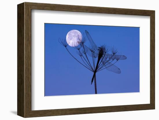 Dragonfly, Plant, Silhouette, Moon-Herbert Kehrer-Framed Photographic Print