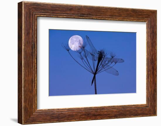 Dragonfly, Plant, Silhouette, Moon-Herbert Kehrer-Framed Photographic Print